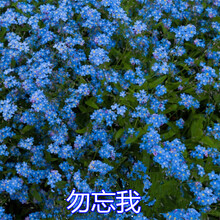 勿忘草种子新款 勿忘草种子21年新款 京东