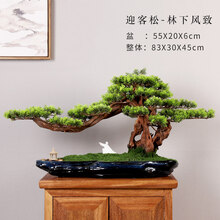 松柏盆栽价格报价行情 京东