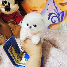 哈多利版球体博美新款 哈多利版球体博美21年新款 京东