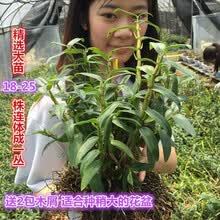 室内植物种苗价格报价行情 京东