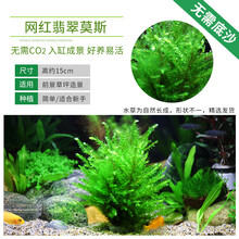 翡翠莫斯新款 翡翠莫斯21年新款 京东 翡翠莫斯新款 翡翠莫斯21年新款 京东
