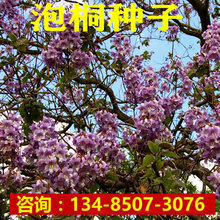 泡桐种子品牌及商品 京东