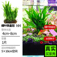 细叶铁新款 细叶铁21年新款 京东