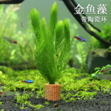 金鱼水草泥水族水草新款 金鱼水草泥水族水草21年新款 京东 金鱼水草泥水族水草新款 金鱼水草泥水族水草21年新款 京东