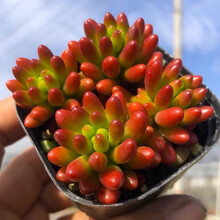多肉植物虹之玉价格报价行情 京东 多肉植物虹之玉价格报价行情 京东
