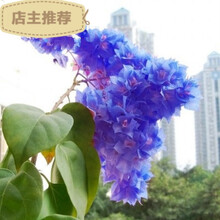 花草蓝天 京东