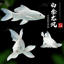 丹頂金魚价格报价行情 京东