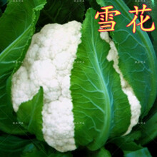 白菜花品牌及商品 京东