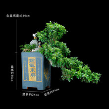 植物紫气东来价格报价行情 京东