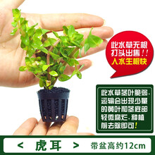 虎耳水草价格报价行情 京东 虎耳水草价格报价行情 京东