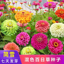 百日草种子价格报价行情 京东