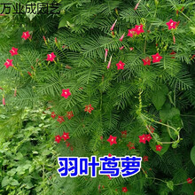 东北绿篱植物新款 东北绿篱植物21年新款 京东 东北绿篱植物新款 东北绿篱植物21年新款 京东