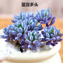 蓝豆多肉价格报价行情 京东