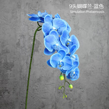 单枝蝴蝶兰价格报价行情 京东