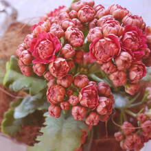 进口长寿花价格及图片表 京东