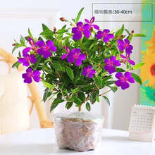 紫牡丹价格报价行情 京东