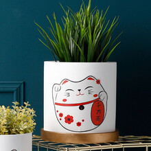 猫带花盆图片 京东