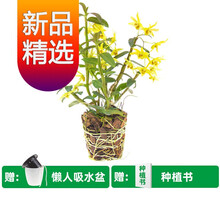 盆栽植物苗新款 盆栽植物苗21年新款 京东