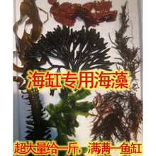 海水藻新款 海水藻21年新款 京东 海水藻新款 海水藻21年新款 京东