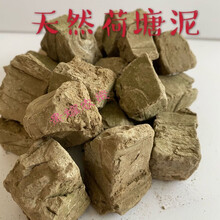 碗莲泥土新款 碗莲泥土21年新款 京东