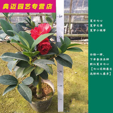 名贵夏日七心茶花盆栽各种花卉植物嫁接树苗四季山茶花新品种重瓣