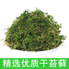 乌龟水苔新款 乌龟水苔21年新款 京东