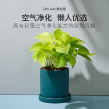 新年盆栽新款 新年盆栽21年新款 京东 新年盆栽新款 新年盆栽21年新款 京东