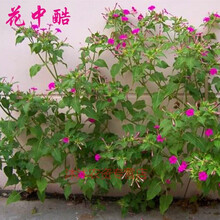 夏季花种新款 夏季花种21年新款 京东