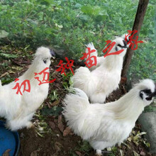 乌骨鸡苗价新款 乌骨鸡苗价2021年新款 京东