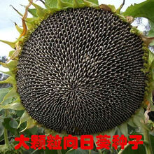 食用向日葵新款 食用向日葵21年新款 京东 食用向日葵新款 食用向日葵21年新款 京东