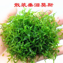 水草莫斯新款 水草莫斯21年新款 京东