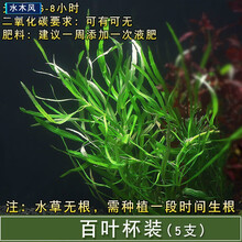 百叶水草新款 百叶水草21年新款 京东