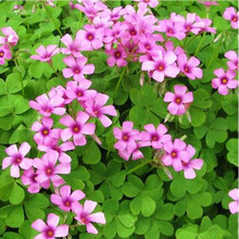 炸酱草盆价格报价行情 京东