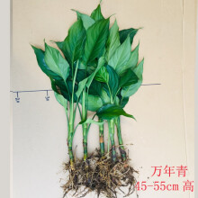 广东花卉植物新款 广东花卉植物21年新款 京东