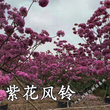 紫花风铃新款 紫花风铃21年新款 京东 紫花风铃新款 紫花风铃21年新款 京东