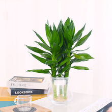 水养盆栽植物新款 水养盆栽植物21年新款 京东