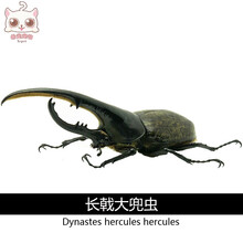 长戟大兜虫价格报价行情 京东