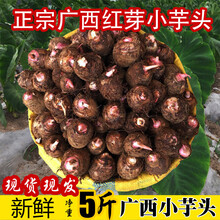 芋头种植品牌及商品 京东