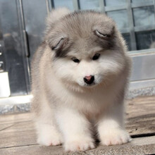 大型宠物犬价格报价行情 京东