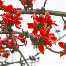 木棉树种子新款 木棉树种子21年新款 京东