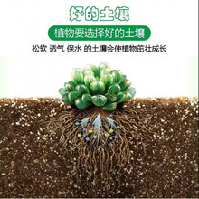 多肉植物土壤价格报价行情 京东
