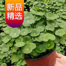 心形盆栽新款 心形盆栽21年新款 京东 心形盆栽新款 心形盆栽21年新款 京东
