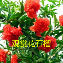 日本牡丹价格报价行情 京东