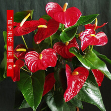 新年盆栽新款 新年盆栽21年新款 京东 新年盆栽新款 新年盆栽21年新款 京东
