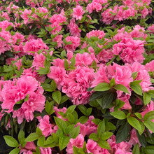 绿色花园价格报价行情 京东