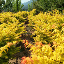 楼顶盆栽新款 楼顶盆栽21年新款 京东