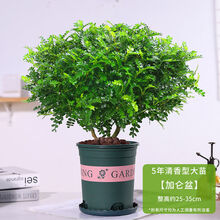 室内清香植物新款 室内清香植物21年新款 京东