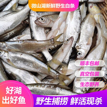 柳叶鱼 Shishamo 京东
