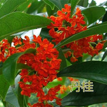 状元红丹桂苗价格报价行情 京东