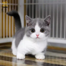 蓝白英短价格报价行情 京东